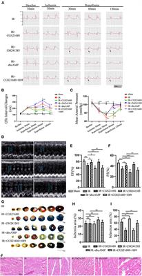 Adenosine A2a Receptor Regulates Autophagy Flux and Apoptosis to Alleviate Ischemia-Reperfusion Injury via the cAMP/PKA Signaling Pathway